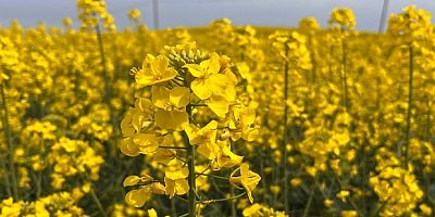 Hayrabolu'da çiçek açan 'Sarı Gelin', rengiyle büyülüyor