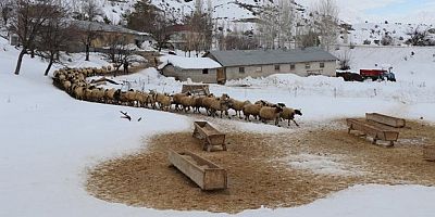 Hayvancılığa destek projesi için başvurular başladı