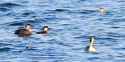 Hersek Lagünü’nde kuş türü sayısı 249’a ulaştı