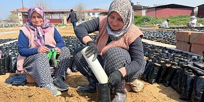 İki kardeşten üzüm fidanında büyük başarı