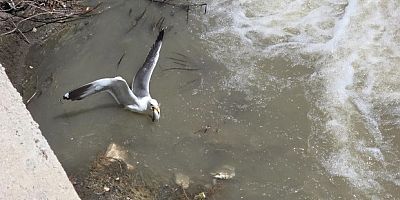İnci kefalleri yeniden Akköprü deresinde