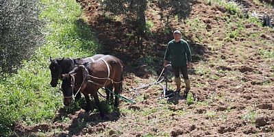 İncir ve zeytin üreticisinin zorlu mücadelesi