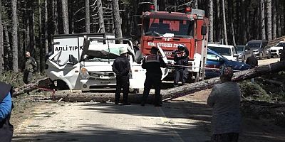 İşe giderken ölüm üzerine devrilen ağaçla geldi