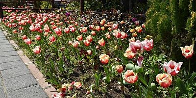 İstanbul’da lale zamanı