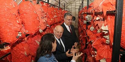 İstiridye mantarından turşu ve köfte yaptılar