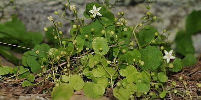 İzmir’de yeni bitki türü keşfedildi