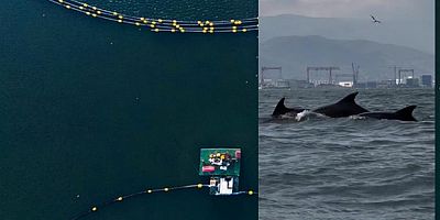 İzmit Körfezi’ne yunusları geri geldi