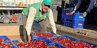 İznik’te karabodur kirazı hasadı başladı
