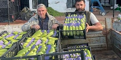 İznik'te mevsimin ilk kabak hasadı