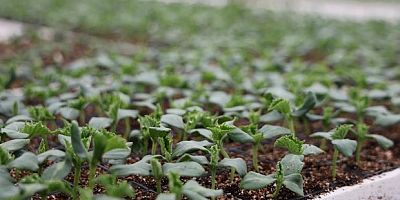 Jeotermal tesiste üretilen çiçeklerle, Elazığ güzelleşiyor