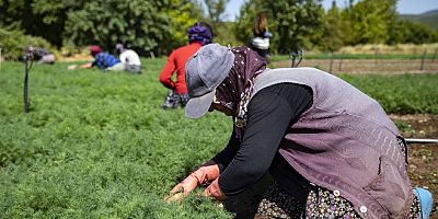 Kadınları ve gençleri tarıma kazandırıyor
