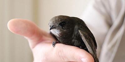Kafese konulan Ebabil kuşları kendini öldürebiliyor