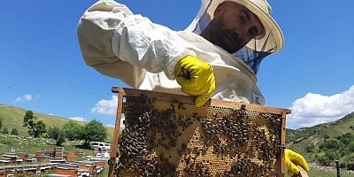 Kanada’ya organik bal