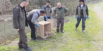 Karacabey Longozları'nda yaban hayatına özgürlük