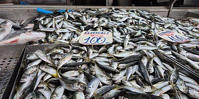 Karadeniz'de hamsi yerini istavrite bıraktı