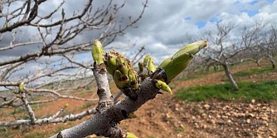 Karagöz kurdu ve kabuklu bit riski