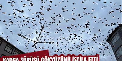 Karga sürüsü gökyüzünü istila etti