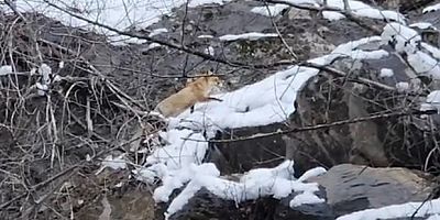 Karlar arasında yiyecek arayan tilki