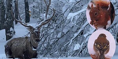 Kartepe'de kızıl geyik güzelliği