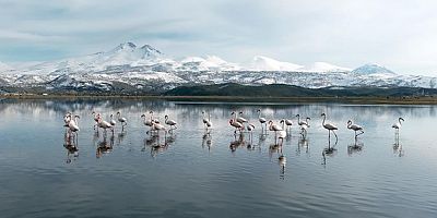 Kayseri'nin ilk flamingo kafilesi 