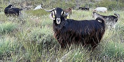 Keçiler karantinaya alındı