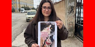 Kedilerini bulana çeyrek altın verecekler