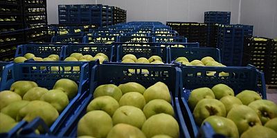 Kestel'e 400 milyon liralık dev meyve tesisi kuruluyor