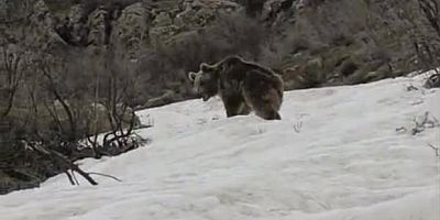 Kış uykusundan uyanan ayı yerleşim yerine indi