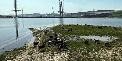 Köprü yükselirken keçiler merada