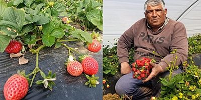 Köprübaşı çileği altın sezonunu yaşıyor