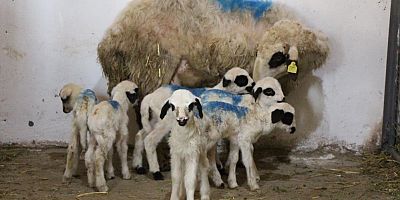 Koyun altız yavruladı