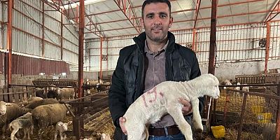 Koyunculuğa başlayacaklara önemli öneriler