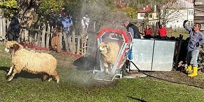 Koyunlara özel banyo