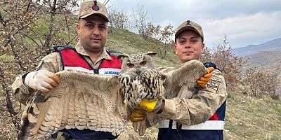 Kulaklı baykuş koruma altında