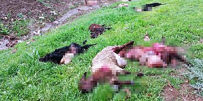 Kurt sürüsü hayvanları telef etti