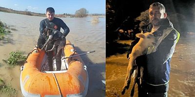 Mahsur kalan hayvanlar kurtarıldı