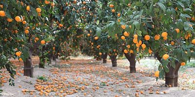 Mandalina bahçelerinde toprak turuncuya döndü