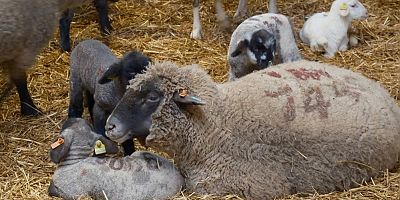Merinos Koyunu'na yeni etçil rakip geldi: Bandırma