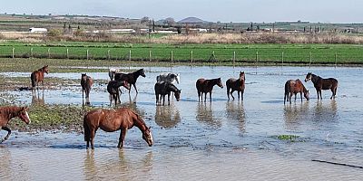 Milyonluk yarış atları da su altında