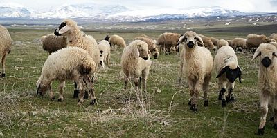 Muş Ovası kuzu sesleriyle şenlendi