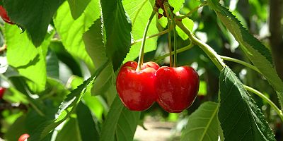 Napolyon kirazında hasat sona erdi