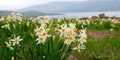 Nergisler ziyaretçilerin ilgi odağı oluyor