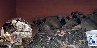 Ölüme terkedilen yavru köpeklere jandarmandan şefkat eli