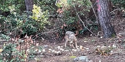 Önce karnını doyurdu, sonra gözden kayboldu