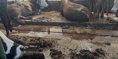 Organik gübre fiyatları geçen yıl ile aynı