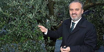 Orhangazi’de de zeytin hasadı başladı