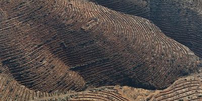Orman yangının yaraları sarıldı