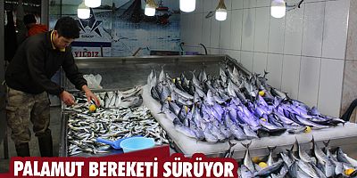  Palamut bereketi sürüyor