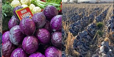 Pazarda tanesi 80 lira; çiftçiden 5 liradan almak istediler