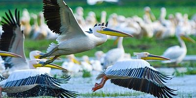 Pelikan sürüsünün Bursa molası